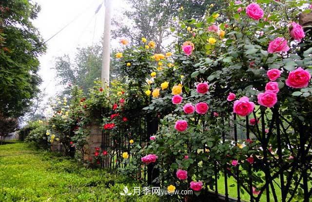 不同月季品種在園林景觀運(yùn)用中的合理搭配(圖2)