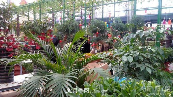 南陽花卉批發(fā)市場在哪里？(圖1)