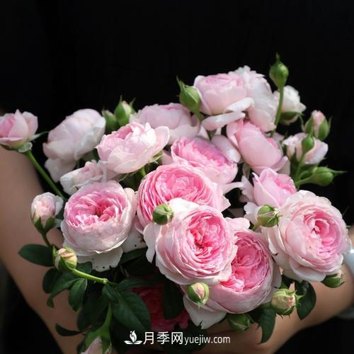 7種漂亮月季，植株矮小，花色艷麗，花期超長(zhǎng)，是陽(yáng)臺(tái)盆栽佳品！(圖2)