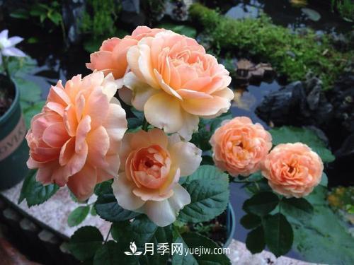 7種漂亮月季，植株矮小，花色艷麗，花期超長(zhǎng)，是陽(yáng)臺(tái)盆栽佳品！(圖4)