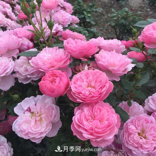 7種漂亮月季，植株矮小，花色艷麗，花期超長(zhǎng)，是陽(yáng)臺(tái)盆栽佳品！(圖3)