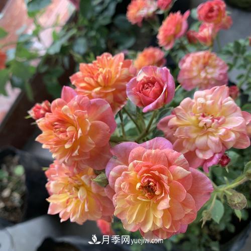 7種漂亮月季，植株矮小，花色艷麗，花期超長(zhǎng)，是陽(yáng)臺(tái)盆栽佳品！(圖5)