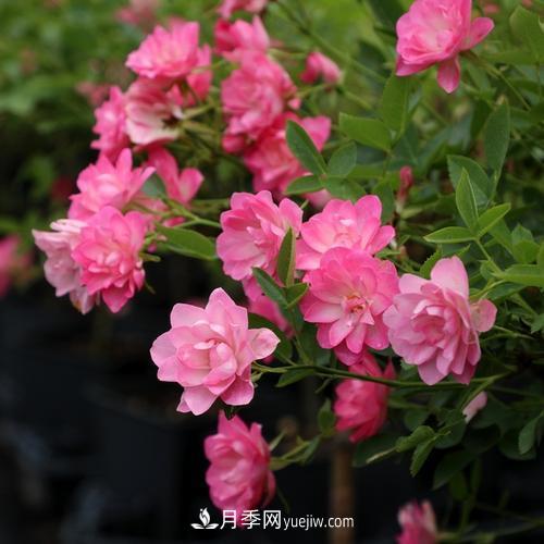 7種漂亮月季，植株矮小，花色艷麗，花期超長(zhǎng)，是陽(yáng)臺(tái)盆栽佳品！(圖6)