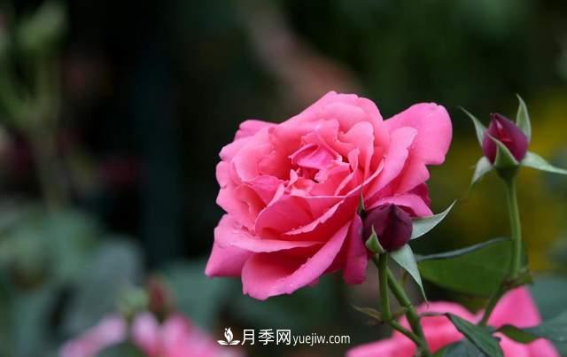 月季得病恢復(fù)以后，如何修剪？如何養(yǎng)護(hù)(圖1)