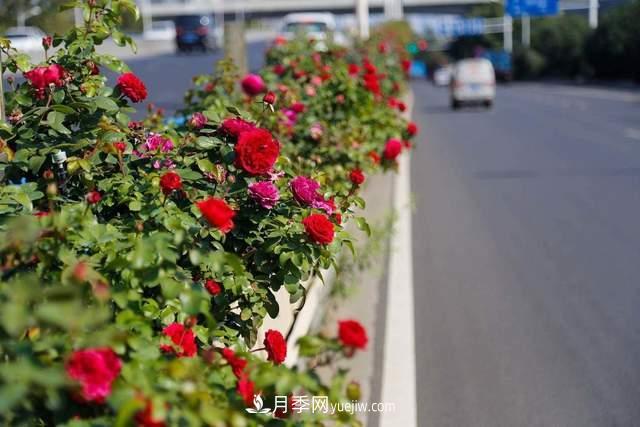 月季得病恢復(fù)以后，如何修剪？如何養(yǎng)護(hù)(圖4)