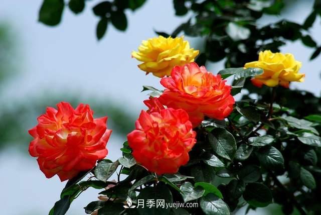 月季得病恢復(fù)以后，如何修剪？如何養(yǎng)護(hù)(圖2)