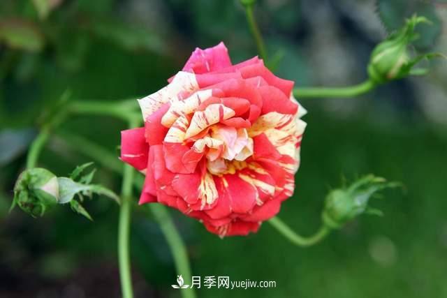 月季得病恢復(fù)以后，如何修剪？如何養(yǎng)護(hù)(圖3)