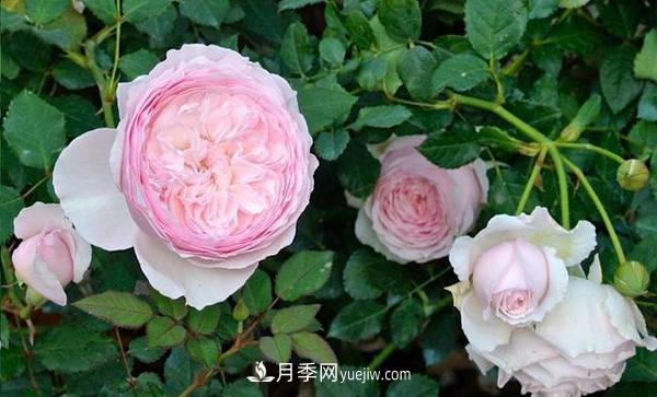 冬天來了月季花要休眠了，抓緊做這3件事，為明年開花做準(zhǔn)備！(圖1)