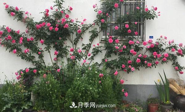 冬天來了月季花要休眠了，抓緊做這3件事，為明年開花做準(zhǔn)備！(圖2)