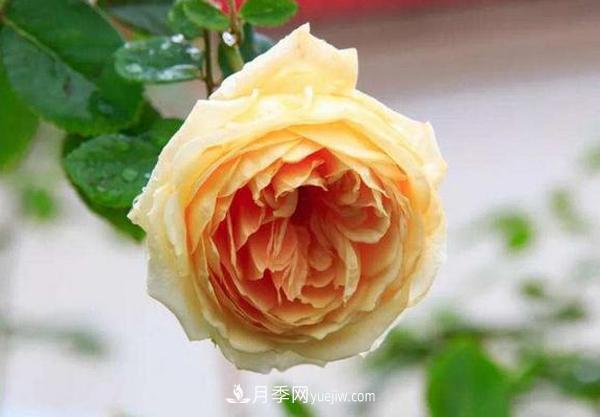 冬天來了月季花要休眠了，抓緊做這3件事，為明年開花做準(zhǔn)備！(圖3)