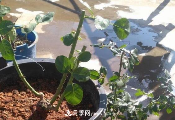 月季修剪有講究，冬季月季修剪技巧(圖2)