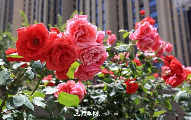 8種經(jīng)典月季，藤本、灌木和微月都有，買了不會(huì)錯(cuò)(圖1)