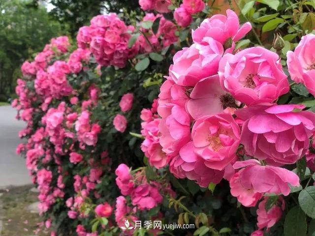 8種經(jīng)典月季，藤本、灌木和微月都有，買了不會(huì)錯(cuò)(圖2)