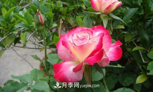 8種經(jīng)典月季，藤本、灌木和微月都有，買了不會(huì)錯(cuò)(圖5)