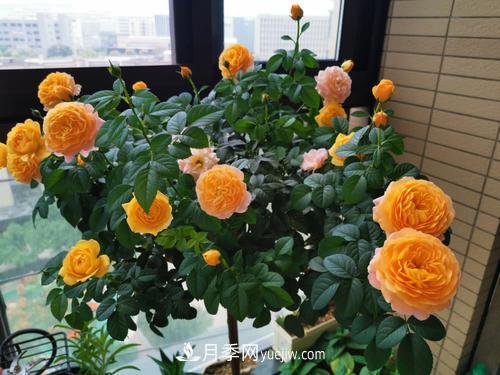 8種經(jīng)典月季，藤本、灌木和微月都有，買了不會(huì)錯(cuò)(圖6)