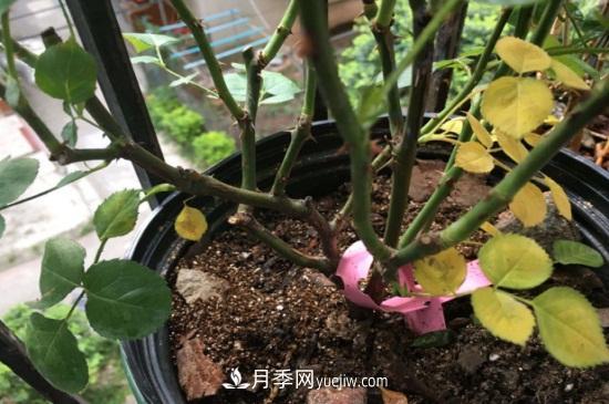 月季為什么掉葉子發(fā)黃，施加生肥遭受病蟲(chóng)害(圖1)