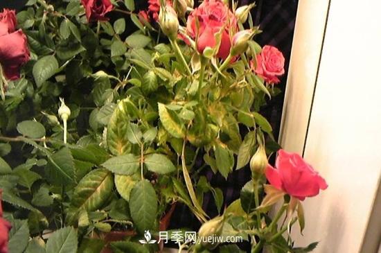 月季為什么掉葉子發(fā)黃，施加生肥遭受病蟲(chóng)害(圖2)