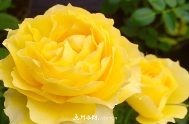 專屬12星座的月季花，你的星座是什么月季(圖7)