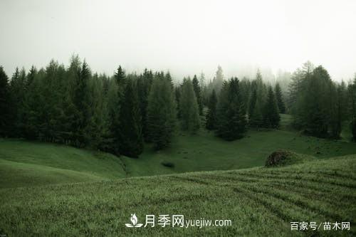 苗木要想反季節(jié)栽植，***重要的是這幾步(圖1)