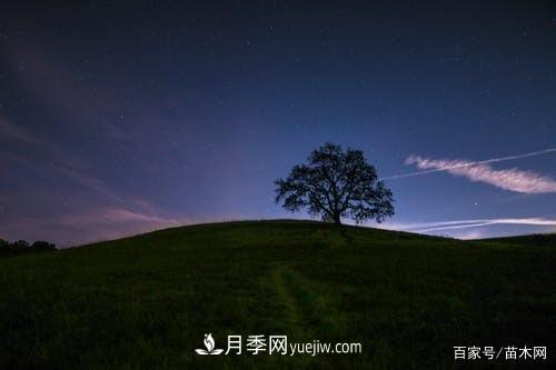 苗木要想反季節(jié)栽植，***重要的是這幾步(圖2)