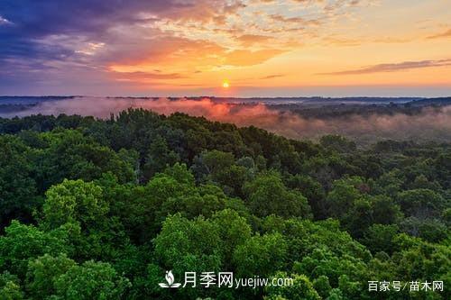 苗木要想反季節(jié)栽植，***重要的是這幾步(圖4)