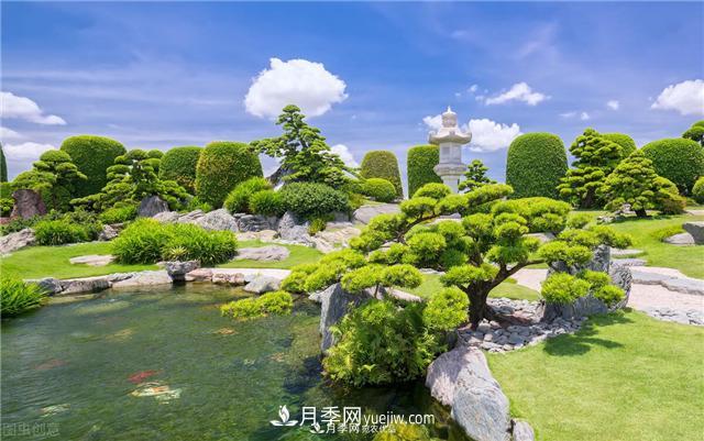 園林綠化樹苗木的培育技術(shù)，效益可觀！(圖2)
