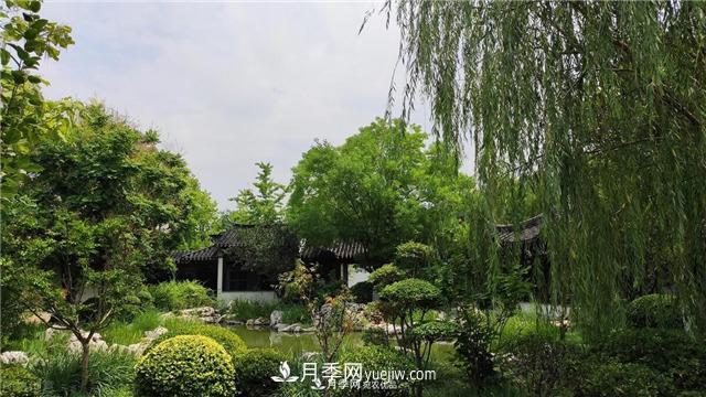 園林綠化樹苗木的培育技術(shù)，效益可觀！(圖3)