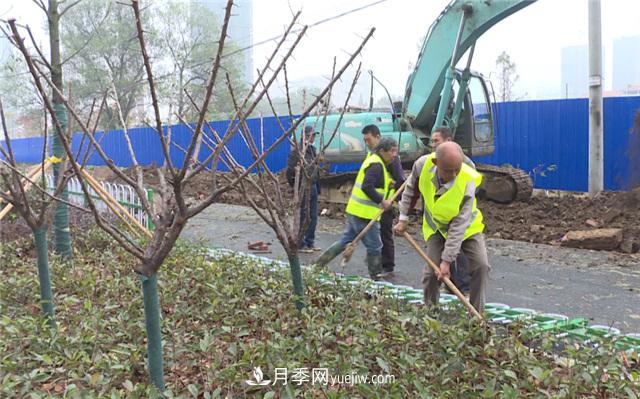 湖北應(yīng)城栽種花木1500余株 賞花來(lái)這里！(圖1)