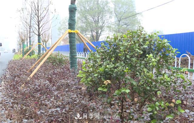 湖北應(yīng)城栽種花木1500余株 賞花來(lái)這里！(圖2)