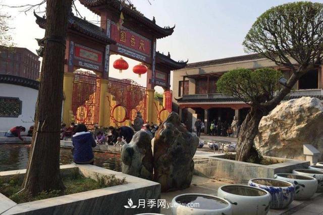 江西南昌天香園走紅，有3萬余的盆景，是南昌的“花卉之源”(圖1)