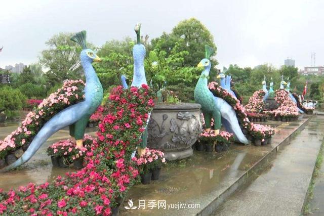 江西南昌天香園走紅，有3萬余的盆景，是南昌的“花卉之源”(圖4)