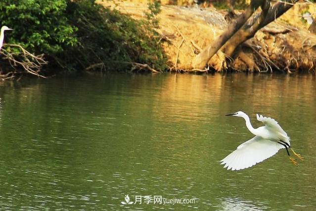 江西南昌天香園走紅，有3萬余的盆景，是南昌的“花卉之源”(圖5)