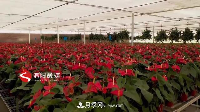 江蘇泗陽(yáng)新境界花卉基地：“花樣”產(chǎn)業(yè)助力鄉(xiāng)村振興(圖4)