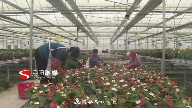江蘇泗陽(yáng)新境界花卉基地：“花樣”產(chǎn)業(yè)助力鄉(xiāng)村振興(圖2)