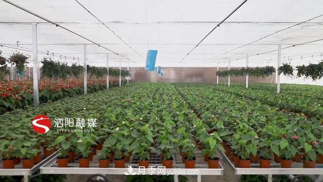 江蘇泗陽(yáng)新境界花卉基地：“花樣”產(chǎn)業(yè)助力鄉(xiāng)村振興(圖3)