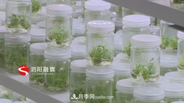 江蘇泗陽(yáng)新境界花卉基地：“花樣”產(chǎn)業(yè)助力鄉(xiāng)村振興(圖5)