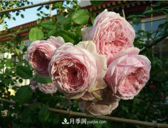 月季花到底有多少個(gè)品種？您家的月季好看嗎？(圖1)