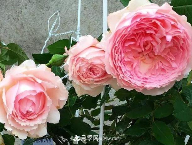 月季花到底有多少個(gè)品種？您家的月季好看嗎？(圖4)