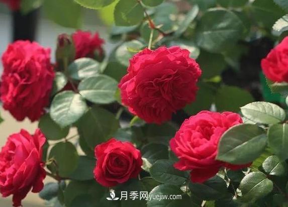月季花到底有多少個(gè)品種？您家的月季好看嗎？(圖2)