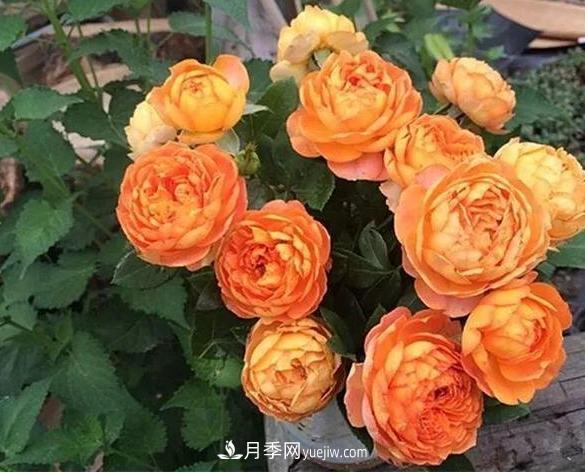 月季花到底有多少個(gè)品種？您家的月季好看嗎？(圖3)