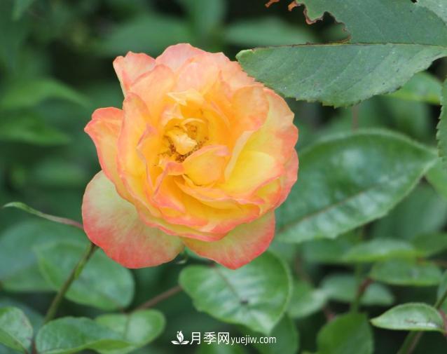 月季花白粉病該怎么治，三招輕松解決(圖1)
