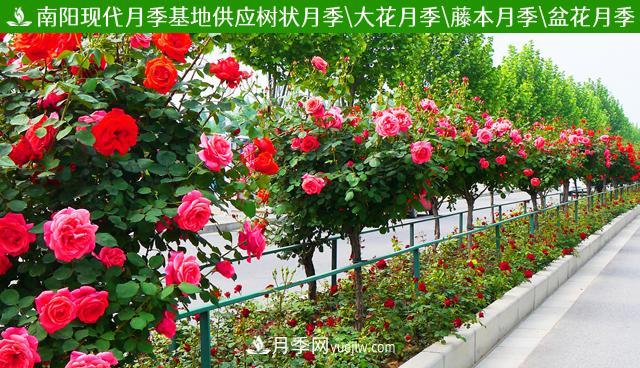 月季樹，欣賞作用好，美化用處廣(圖1)