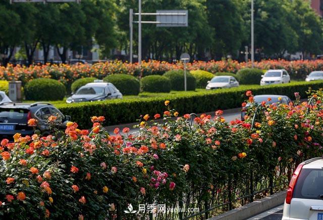 河北北京天津樹(shù)狀月季成風(fēng)景線，四季應(yīng)該怎么養(yǎng)護(hù)？(圖2)