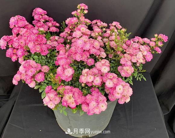 盆栽的月季要開花了！該追加什么肥？多久用一次效果更好？(圖1)