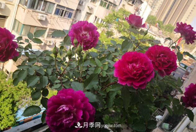 盆栽的月季要開花了！該追加什么肥？多久用一次效果更好？(圖2)