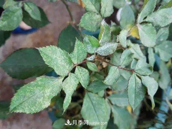 月季的這幾種常見的病蟲害，要學(xué)會這么防治(圖2)