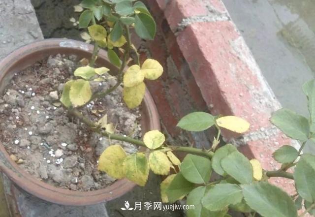 月季的這幾種常見的病蟲害，要學(xué)會這么防治(圖3)