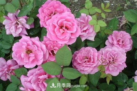 一年四季都開花的盆栽，盤點十種全年花期的花卉(圖1)