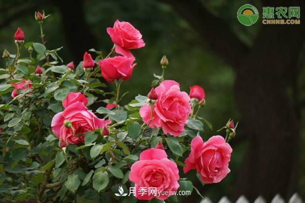一年四季盛開的花是什么花？盤點(diǎn)十種四季都開花的花(圖1)