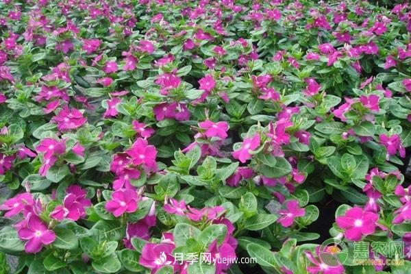 一年四季盛開的花是什么花？盤點(diǎn)十種四季都開花的花(圖3)